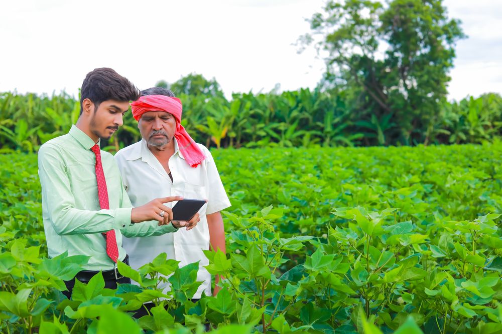 A Vimovi field officer and a grower checking intake details on a tablet in a standing crop